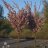 Rusokirsikka (Prunus sargentii) 100 - 150 cm-thumbnail