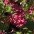 Ruusuherukka (Ribes sanguineum) 3 L-thumbnail
