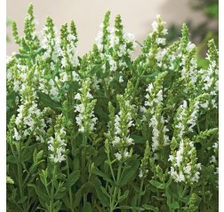 Loistosalvia - Salvia nemorosa 'Sensation White'-thumbnail