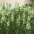 Loistosalvia - Salvia nemorosa 'Sensation White'-thumbnail