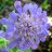 Kivikkotörmäkukka - Scabiosa columbaria ‘Butterfly Blue’-thumbnail
