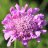 Kivikkotörmäkukka - Scabiosa columbaria ‘Pink Mist’-thumbnail
