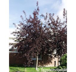 Schubert Rusotuomi (Prunus virginiana 'Schubert')-thumbnail