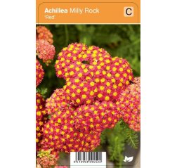 Siankärsämö - Achillea millefolium Milly Rock 'Red'-thumbnail