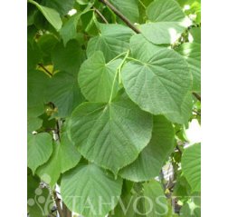Siivosenlehmus (Tilia x vulgaris 'Siivonen')-thumbnail