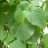 Siivosenlehmus (Tilia x vulgaris 'Siivonen')-thumbnail