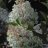 Silver Dollar syyshortensia (Hydrangea paniculata 'Silver Dollar') 3 L-thumbnail