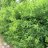 Siperianhernepensas (Caragana arborescens) Aitataimi 10/pkt-thumbnail