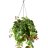 Aeschynanthus Mona Lisa hanging basket (50 cm)-thumbnail