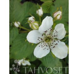 Sonja Karhunvatukka (Rubus allegheniensis 'Sonja') 2 L-thumbnail