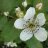 Sonja Karhunvatukka (Rubus allegheniensis 'Sonja') 2 L-thumbnail