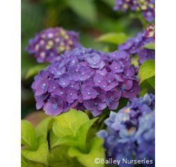 Hydrangea macrophylla 'Bailmacfive' Summer Love™ 3 L-thumbnail