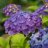 Summer Love™ Jalohortensia (Hydrangea macrophylla 'Bailmacfive' Summer Love™) 3 L-thumbnail