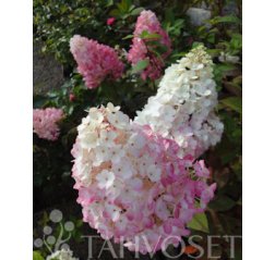 Sundae Fraise® syyshortensia (Hydrangea paniculata SUNDAE FRAISE® 'Rensun') 3 L-thumbnail