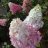 Hydrangea paniculata SUNDAE FRAISE® 'Rensun' 3 L-thumbnail