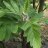 Suomenpihlaja (Sorbus hybrida)-thumbnail
