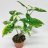 Muulinkorva (Syngonium podophyllum white variegated) p 14-thumbnail