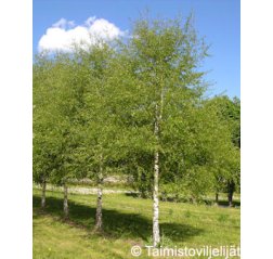 Taalainkoivu (Betula pendula 'Dalecarlica')-thumbnail