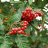 Pihlaja (Taatanpihlaja) Sorbus x thuringiaca ’Fastigiata’-thumbnail