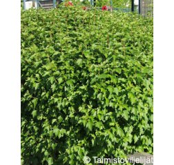 Pikkutaikinamarja (Ribes alpinum 'Pumilum' 2 L-thumbnail