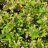 Taikinamarja (Ribes alpinum)-thumbnail