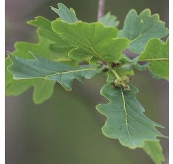 Tammi Quercus robur (Metsätammi)-thumbnail