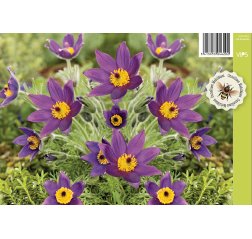 Tarhakylmänkukka - Pulsatilla vulgaris 'Pulsar Violet Shades'-thumbnail
