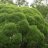 Salix fragilis 'Bullata' 3 L-thumbnail