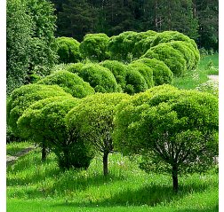 Terijoensalava Salix fragilis 'Bullata'-thumbnail