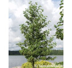 Tervaleppä (Alnus glutinosa)-thumbnail