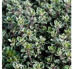 Sitruuna-ajuruoho - Thymus citriodorus ‘Silver Queen’-thumbnail