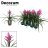 Tillandsia Amira-thumbnail