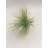 Tillandsia Andreana green-thumbnail