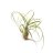 Tillandsia Balbisiana - airplant-thumbnail