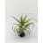 Tillandsia capitata-thumbnail