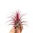 Tillandsia ionantha red large-thumbnail