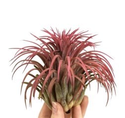 Tillandsia ionantha red xxxl-thumbnail