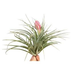 Tillandsia silver with flower-thumbnail