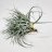 Tillandsia stricta - airplant-thumbnail