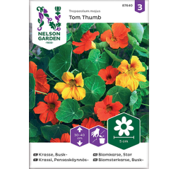 Garden nasturtium 'Tom Thumb'-thumbnail