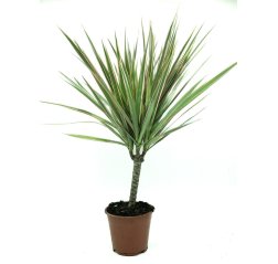 Dragon tree, about 30-thumbnail