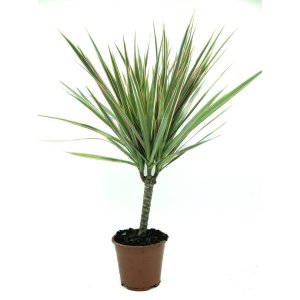 Dragon tree, about 30 T_PRODUCT_IMAGE