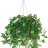 Tradescantia Green Hill in a hanging basket p 17-thumbnail