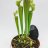 Sarracenia Judith Hindle p 12-thumbnail