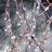 Tuhkimo Peittopaju (Salix x aurora 'Tuhkimo') 2 L-thumbnail