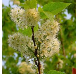 Prunus maackii-thumbnail