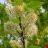 Tuohituomi Prunus maackii-thumbnail