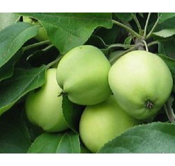 Family Apple tree Pekka, Malus Domestica, Huvitus, Sariola-thumbnail