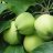 Family Apple tree Pekka, Malus Domestica, Huvitus, Sariola-thumbnail