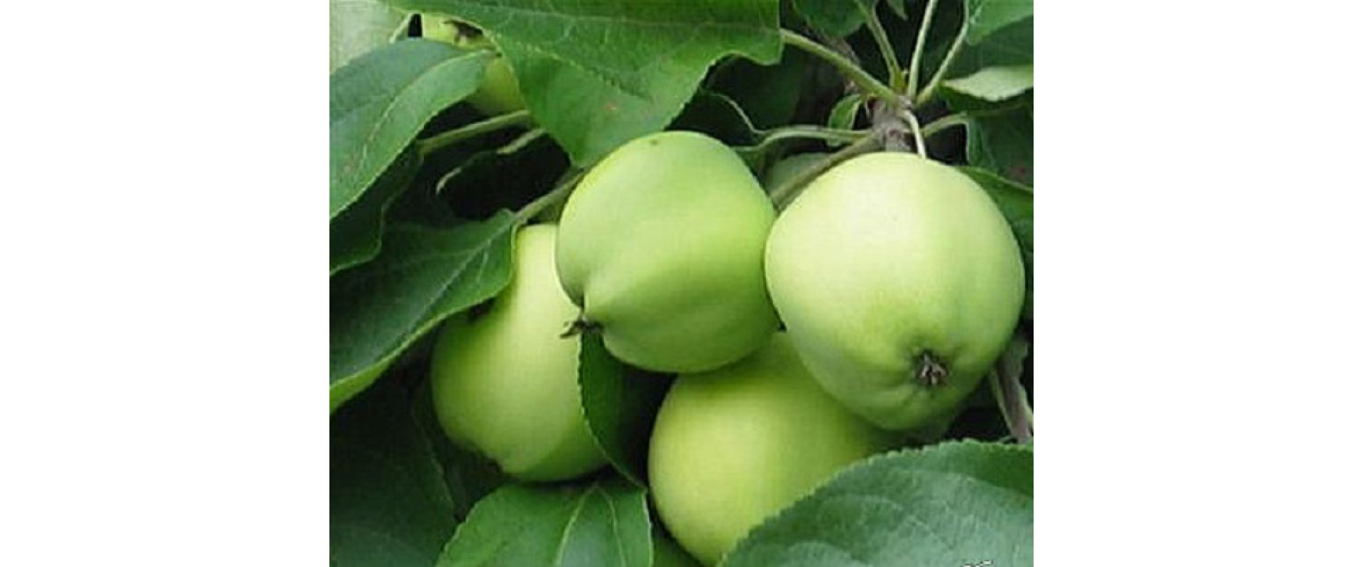 Tuotekuva